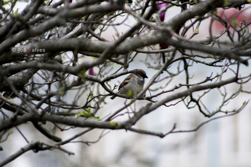 Quinta Do Burgo - Nature Hotel アマレス エクステリア 写真