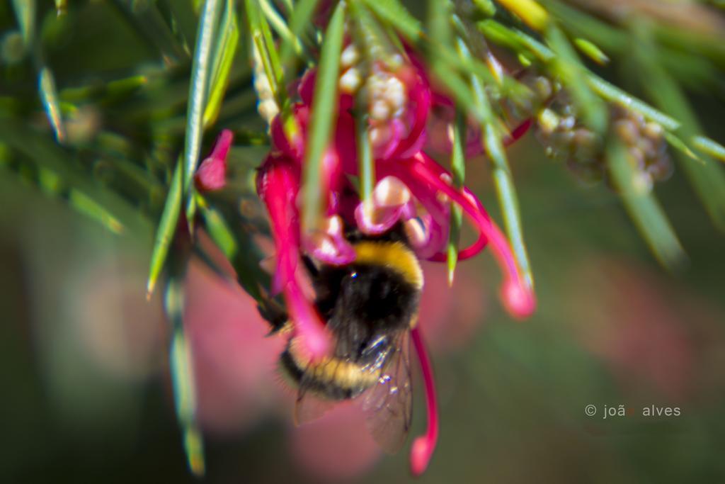 Quinta Do Burgo - Nature Hotel アマレス エクステリア 写真