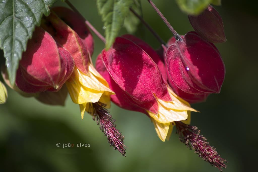 Quinta Do Burgo - Nature Hotel アマレス エクステリア 写真