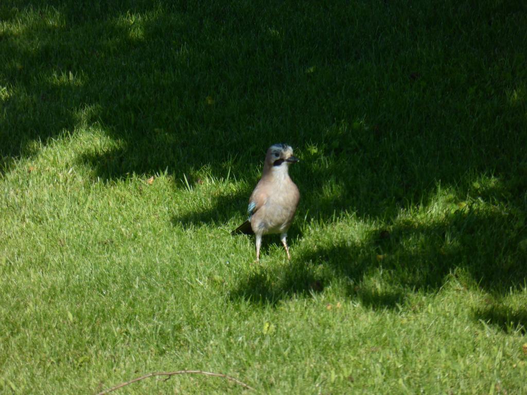 Quinta Do Burgo - Nature Hotel アマレス エクステリア 写真